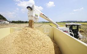 Early-ripening rice in Japan