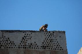 Israeli Army Checks Journalists in Hebron - Palestine