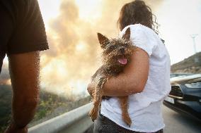 Fire in Zamora Remains Active - Spain