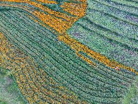 Marigold Planting Base in Bijie