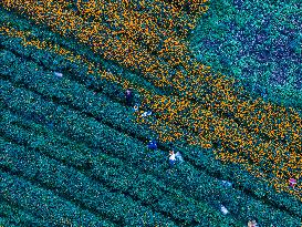 Marigold Planting Base in Bijie