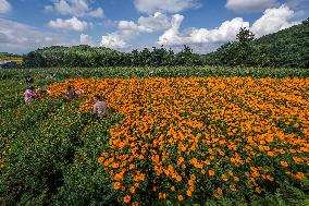 Marigold Planting Base in Bijie
