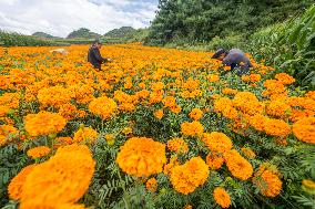 Marigold Planting Base in Bijie