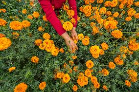 Marigold Planting Base in Bijie