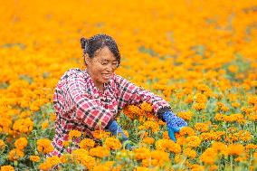Marigold Planting Base in Bijie