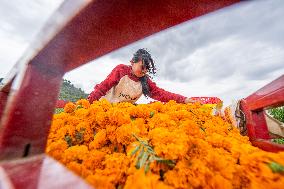 Marigold Planting Base in Bijie