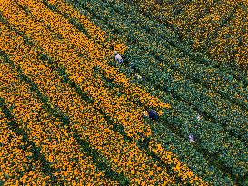 Marigold Planting Base in Bijie