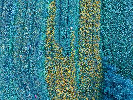 Marigold Planting Base in Bijie