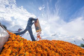 Marigold Planting Base in Bijie