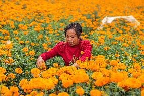 Marigold Planting Base in Bijie