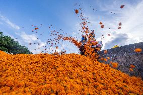 Marigold Planting Base in Bijie