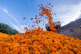 Marigold Planting Base in Bijie