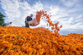 Marigold Planting Base in Bijie