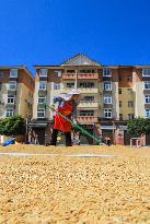Villager Drying Rice