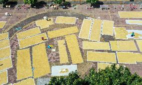 Villager Drying Rice