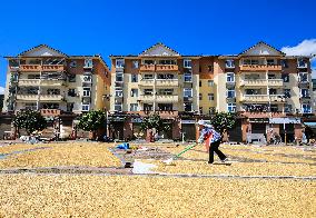 Villager Drying Rice