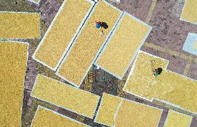Villager Drying Rice