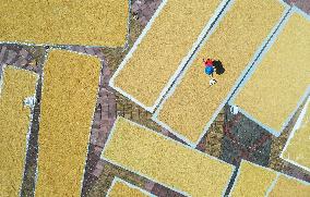Villager Drying Rice