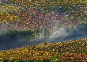 Illustration - Beaujolais