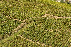 Illustration - Beaujolais