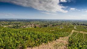 Illustration - Beaujolais