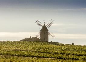 Illustration - Beaujolais