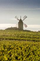 Illustration - Beaujolais