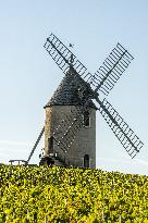 Illustration - Beaujolais