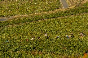 Illustration - Beaujolais