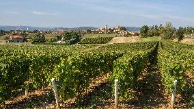 Illustration - Beaujolais