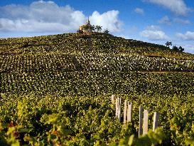 Illustration - Beaujolais