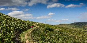 Illustration - Beaujolais