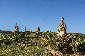 Illustration - Beaujolais