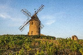 Illustration - Beaujolais