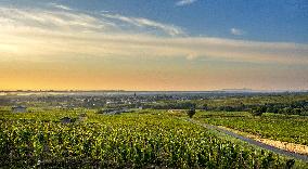 Illustration - Beaujolais