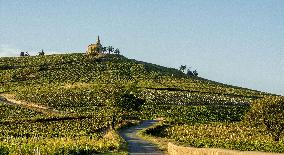 Illustration - Beaujolais