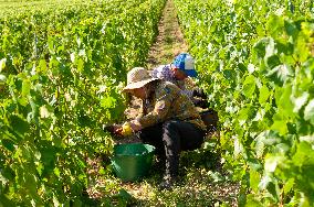 First Day Of Hand Harvest For Champagne - Aube
