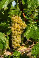First Day Of Hand Harvest For Champagne - Aube