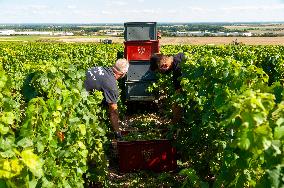 First Day Of Hand Harvest For Champagne - Aube