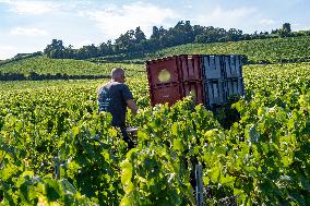 First Day Of Hand Harvest For Champagne - Aube