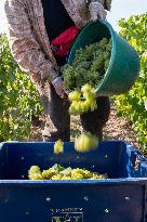 First Day Of Hand Harvest For Champagne - Aube