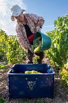 First Day Of Hand Harvest For Champagne - Aube