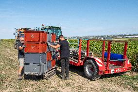 First Day Of Hand Harvest For Champagne - Aube