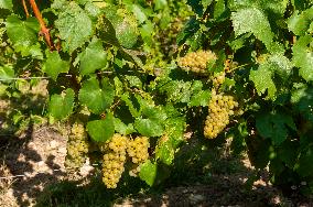 First Day Of Hand Harvest For Champagne - Aube