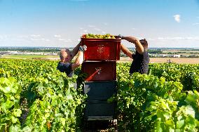 First Day Of Hand Harvest For Champagne - Aube