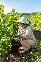 First Day Of Hand Harvest For Champagne - Aube