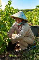 First Day Of Hand Harvest For Champagne - Aube
