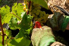 First Day Of Hand Harvest For Champagne - Aube
