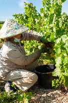 First Day Of Hand Harvest For Champagne - Aube