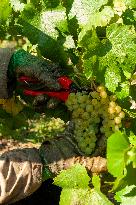 First Day Of Hand Harvest For Champagne - Aube